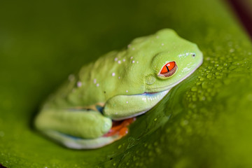 Red eyed tree frog sitting on a banana leaf