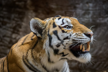 Fototapeta na wymiar Male Siberian Tiger yawning