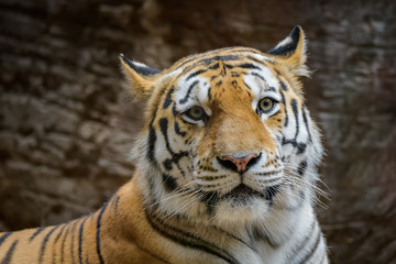 Male Siberian tiger in front of a dark background