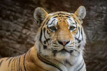 Male Siberian tiger in front of a dark background