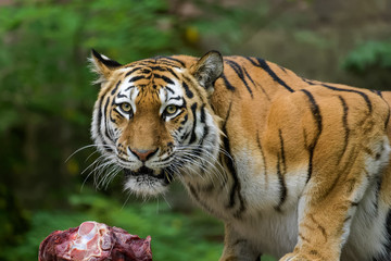Female siberian tiger eating meat