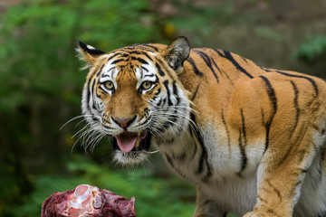 Female siberian tiger eating meat