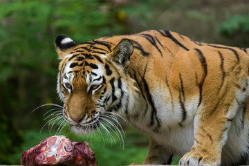 Female siberian tiger eating meat