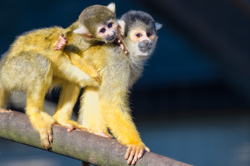 A young squirrel monkey riding on its mothers back