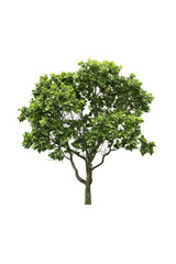 Obraz premium Isolated tree on white background