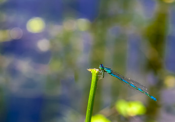 Blue damselfly