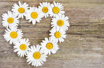 Obraz premium daisy flowers in heart shape