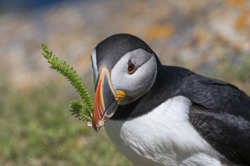 Puffin, Papageientaucher