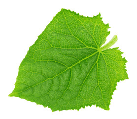 Cucumber leaf isolated on a white. Detailed retouch.