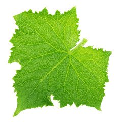 Fototapeta premium Cucumber leaf isolated on a white. Detailed retouch.
