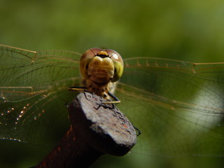 Amazing DragonFly