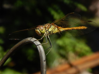 Amazing DragonFly
