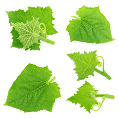 Set of cucumber leaves isolated on a white.