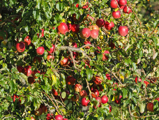 Malus domestica. Variété de pommes sur branches