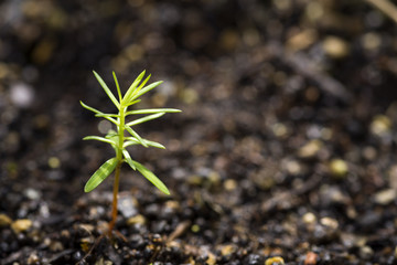 土の上の緑の杉の芽