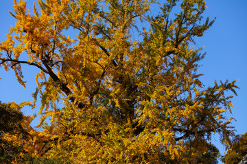 紅葉　大イチョウ12