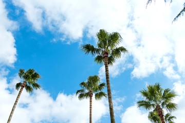 Obraz premium 清々しい空をバックに見上げるワシントンヤシ