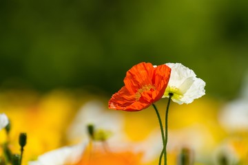 寄り添うように咲く二輪のポピー