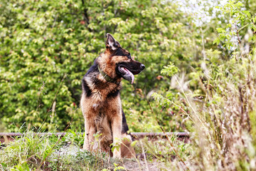 Dog German Shepherd in a forest in a summer
