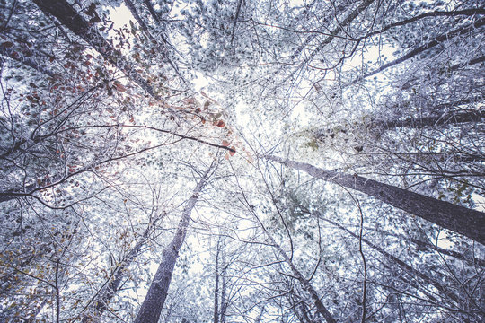 Snow Trees