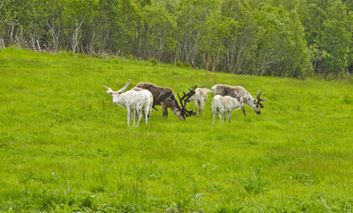 Fototapeta premium Wild reindeer in norwegian nature during summer time