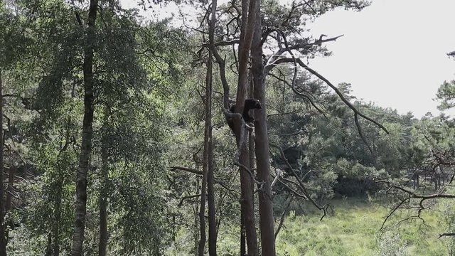 Wolverine walking, climbing and doing what a wolverine does
