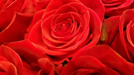 Red roses full blossom in close up