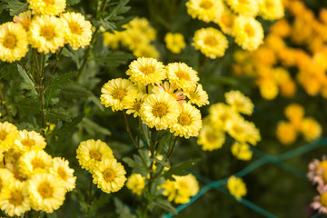 Flowers, flowers chrysanthemum, Chrysanthemum wallpaper, 