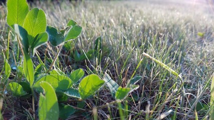 Clover in the field covers with dew in early morning