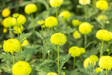 Flowers, flowers chrysanthemum, Chrysanthemum wallpaper, 