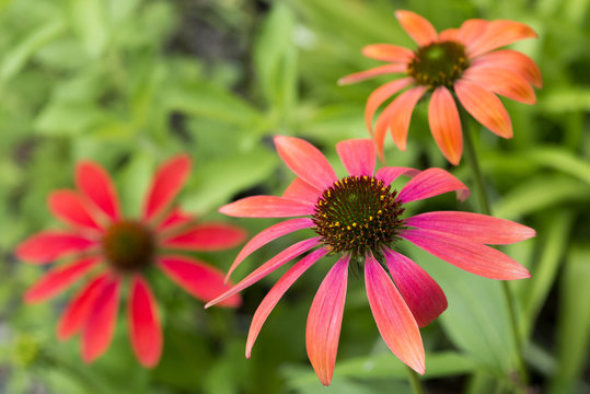 紫馬簾菊images Browse 85 Stock Photos Vectors And Video Adobe Stock 紫馬簾菊images Browse 85 Stock Photos Vectors And Video Adobe Stock
