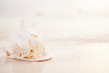 Beautiful seashell on the white sand summer