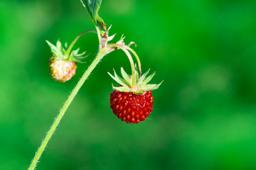 Wild wild strawberry with ripe red berries green leaves, the concept of healthy natural food
