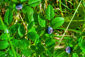 Wild wild blueberries with ripe red berries green leaves, the concept of healthy natural food
