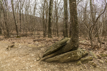 Tree trapped in a stone 