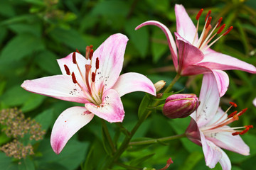 Beautiful fragrant pink lily of an Asian hybrid on a flowerbed against a background of green foliage in summer
