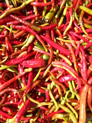 red pink and green peppers