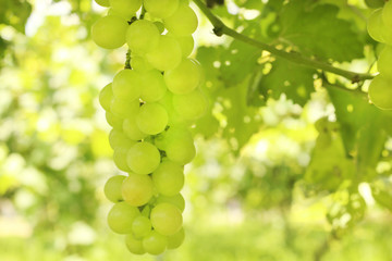 Bunch of green grapes hanging in the vineyard.