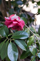 camellia japonica theaceae pink flower blooming from japan