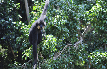 orangutans at the zoo