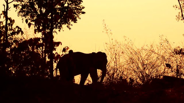 asia elephant in tropical forest