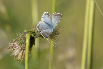 Bläulinge - Lycaenidae auf Distelblüte