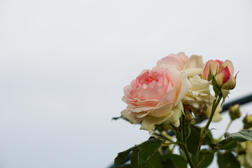 Beautiful rose flowers after the rain.  雨上がりの美しいバラの花