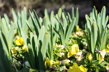 Closeup view of many young sprouts of tulips flowers growing
