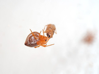 Macro Photo of Orange Spider on Web with Prey Isolated on Background