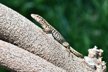 la lucertola sul ronco del glicine