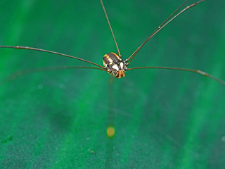 Macro Photo of Harvestmen or Daddy Longlegs Isolated on Colorful Background