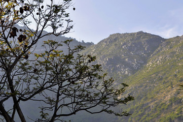 the branches of the trees and mountains
