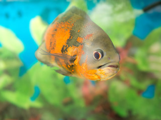 Bright Oscar Fish