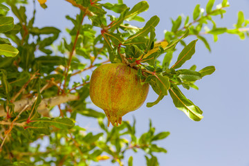 One unripe pomegranate at sky background